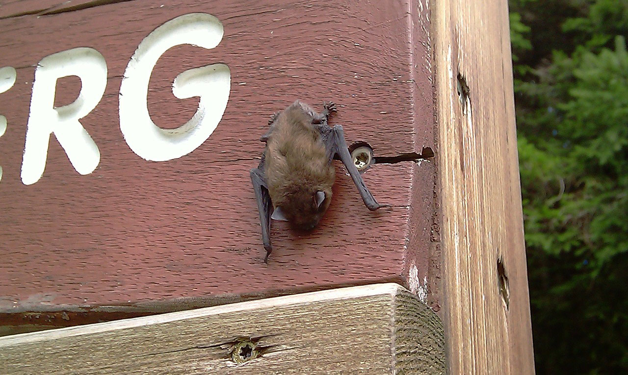 Bats Are Getting Into My House: What Do I Do? Sherman Bat Removal